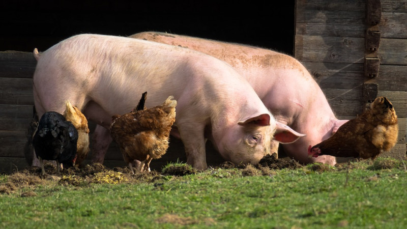 Африканская чума свиней может уничтожить отрасль свиноводства в Сербии