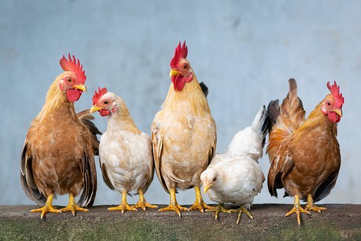 Руководители птицефабрики «Боровская» могут лишиться своих постов