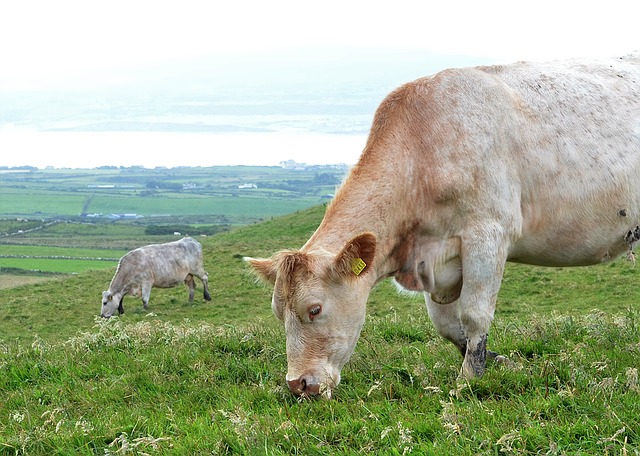 Ирландия уверена в возможности разведение крупного рогатого скота с низким метановым выбросом