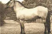 коней живым весом  2.2 $/кг в Республике Беларусь