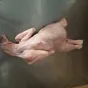 курица суповая, несушка в Казахстане 3