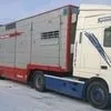 перевозки живого скота в Серпухове
