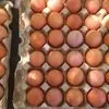 яйцо куриное различной категории в Казахстане