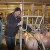 станок для свиноматок (осеменения) в Новосибирске 2