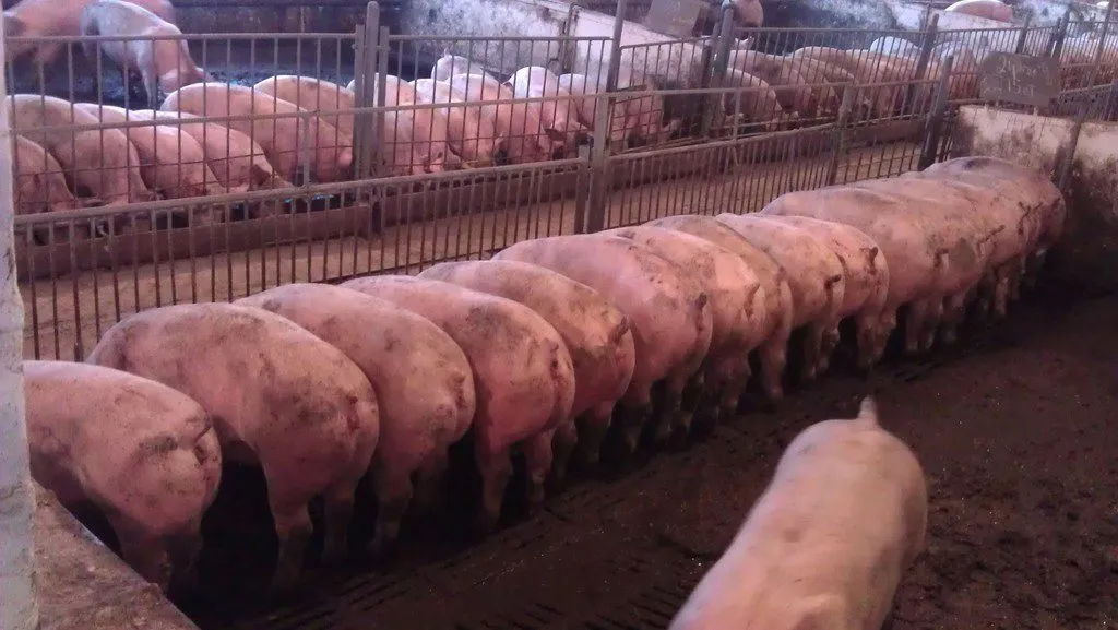 свиньи, поросята от 5-300 кг в Москве и Московской области 9