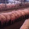 свиньи, поросята от 5-300 кг в Москве и Московской области 9