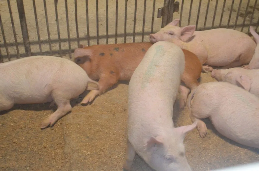 свиньи, поросята от 5-300 кг в Москве и Московской области 6