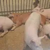 свиньи, поросята от 5-300 кг в Москве и Московской области 6