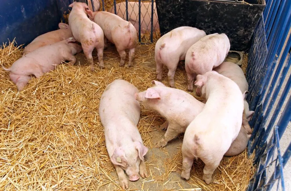 свиньи, поросята от 5-300 кг в Москве и Московской области 5