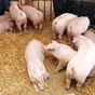 свиньи, поросята от 5-300 кг в Москве и Московской области 5