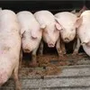 свиньи, поросята от 5-300 кг в Москве и Московской области 7