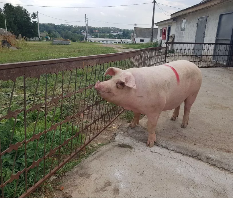 свиньи, поросята от 5-300 кг в Москве и Московской области 4