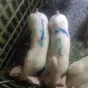 свиньи, поросята от 5-300 кг в Москве и Московской области 2