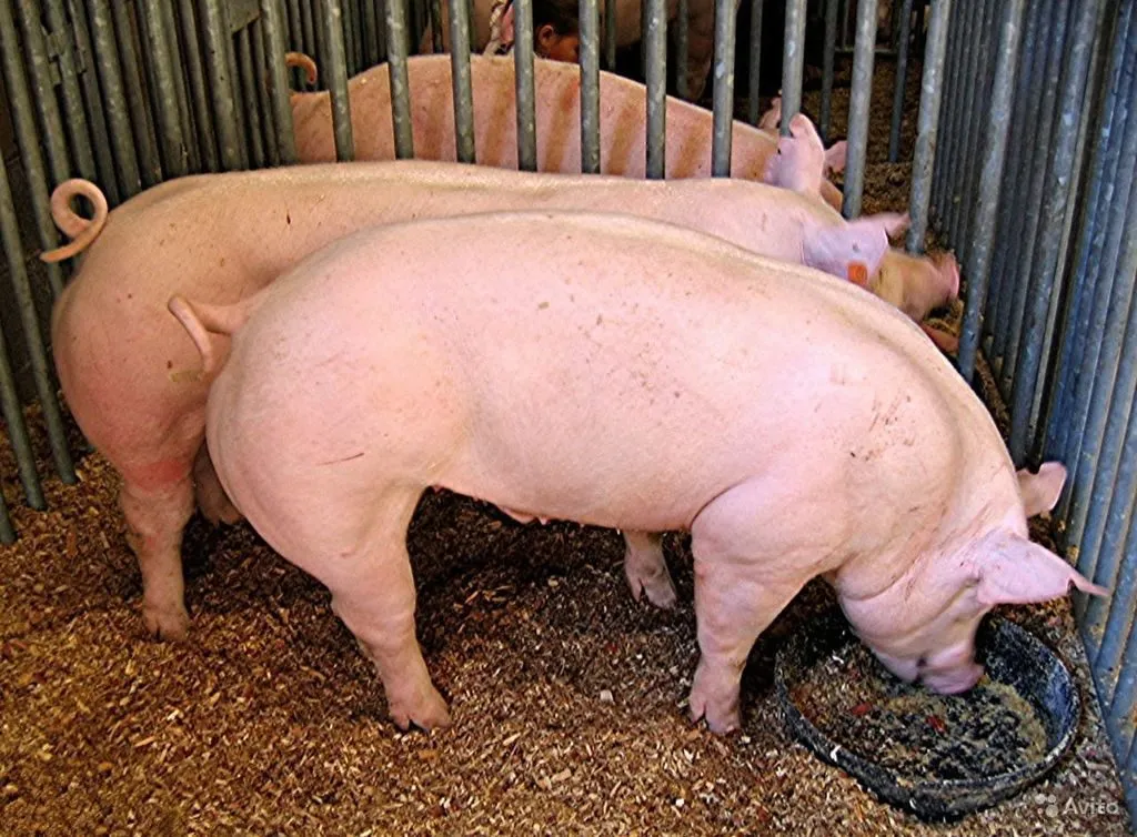 свиньи, поросята от 5-300 кг в Москве и Московской области 10