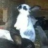 кролики мясных пород  в Звенигороде 2