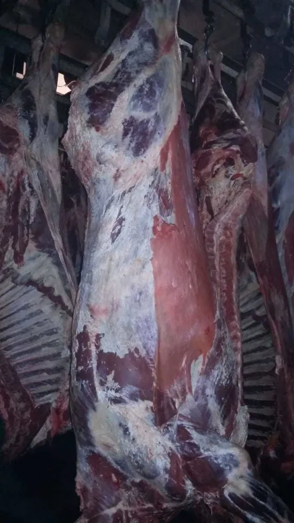 мясо говядина п/т(быки) в Барнауле