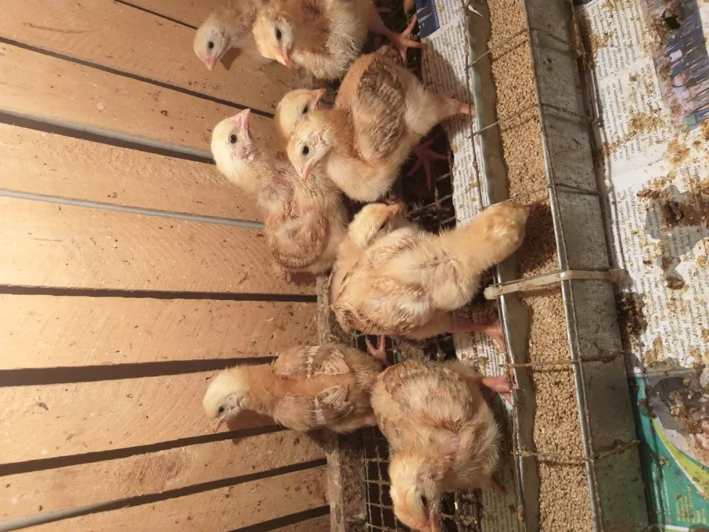 домашние цыплята в Самаре