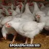 бройлер курица) в Ростове-на-Дону