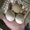 яйцо куриное, перепелиное, меланж в Симферополе