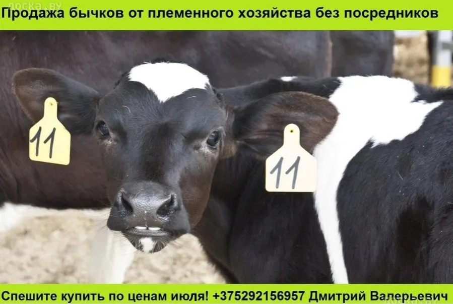 бычки черно-пестрой породы до 100 кг в Республике Беларусь