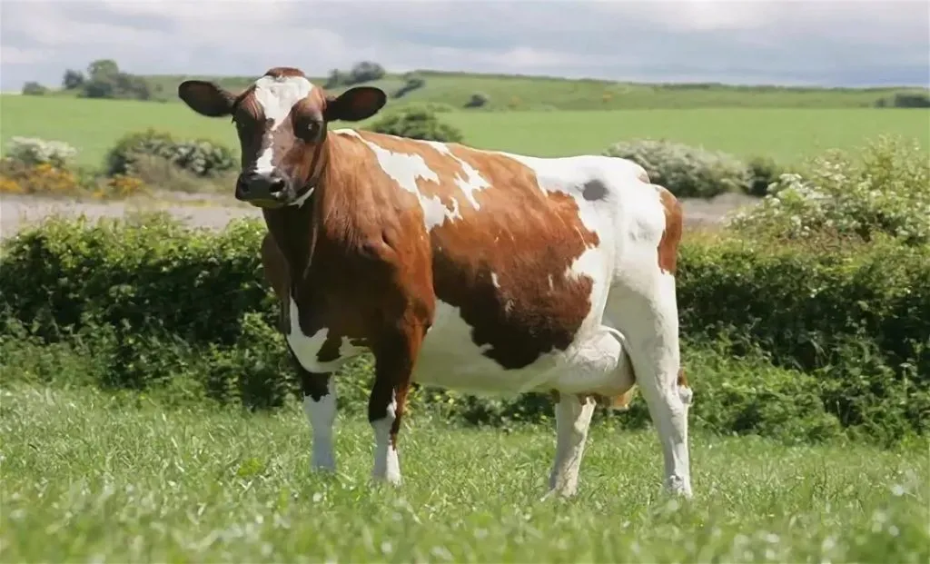 фотография продукта Айширские коровы, нетели 