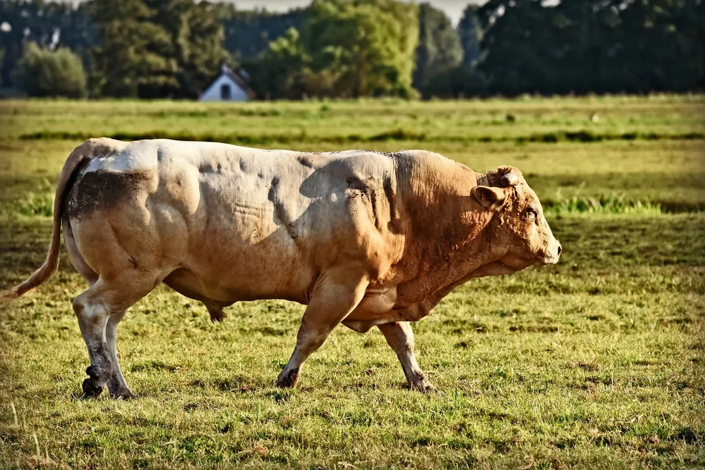 быки мясных пород живым весом на убой. в России