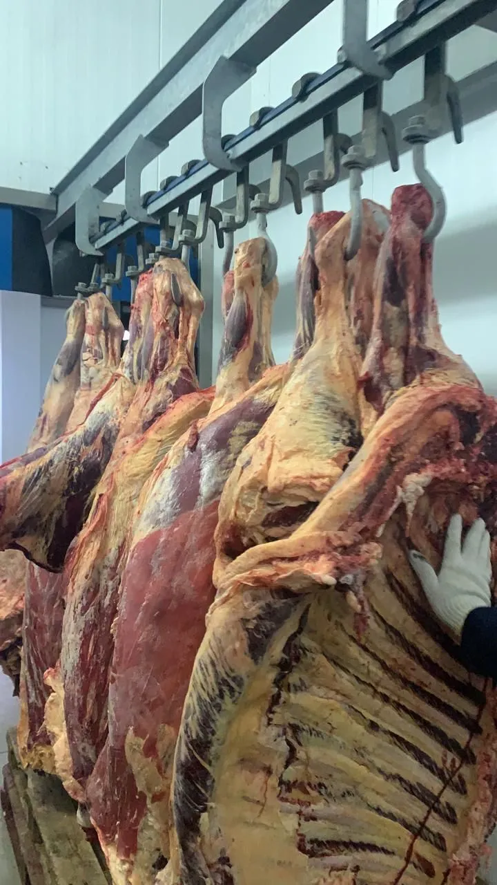 мясо говядины 1 категории быки и телки в Казахстане