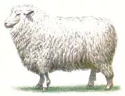 Северокавказская мясо-шёрстная — Овцеводство -\u003e Породы овец