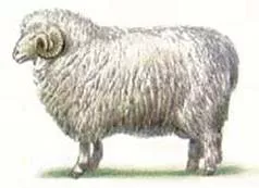 Цигайская — Овцеводство -\u003e Породы овец