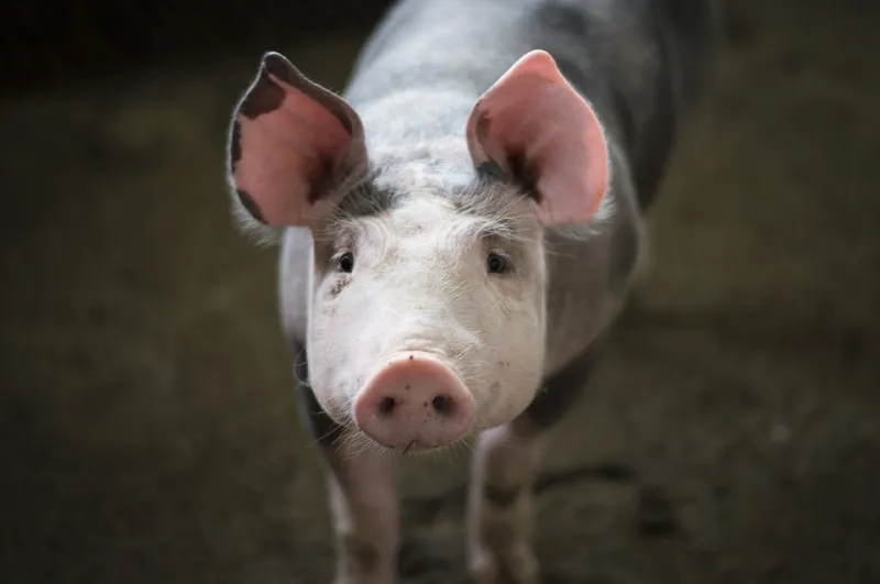 Импорт свинины в Южную Корею восстановится во втором полугодии 2021 года