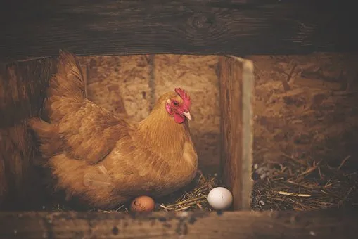 Как приучить цыплят к насесту