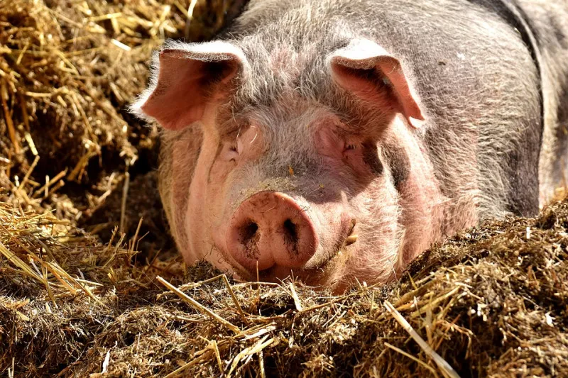 Поголовье свиней в Китае восстанавливается