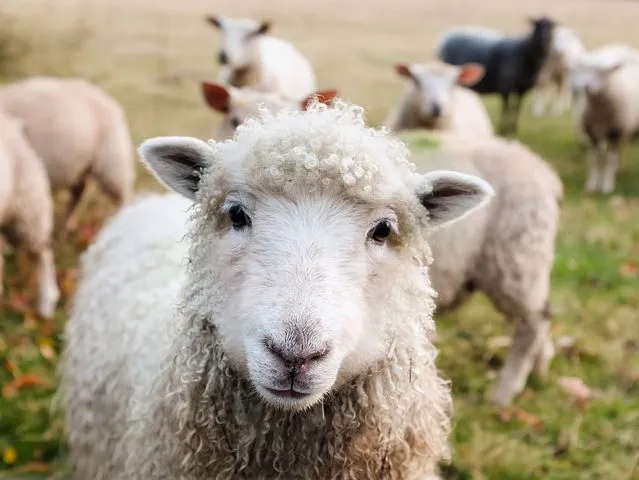 Ташлинская порода овец описание характеристики продуктивность специфика содержания и разведения отзывы