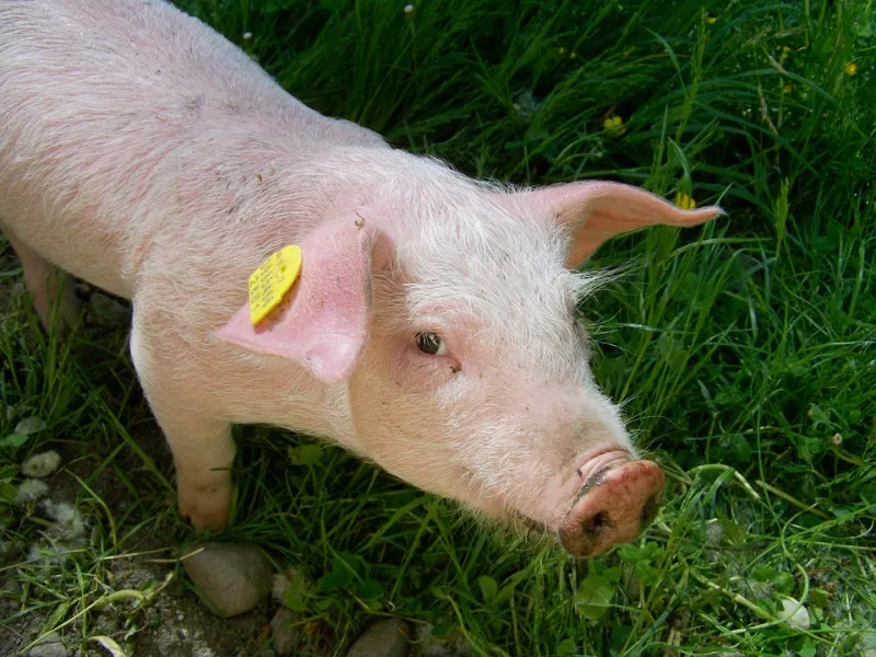 Великобритания: в Институте Рослина будут создавать генетически модифицированных свиней