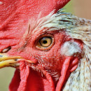 Бройлеры по-кыргызски: крупное производство мяса птицы запустили в стране