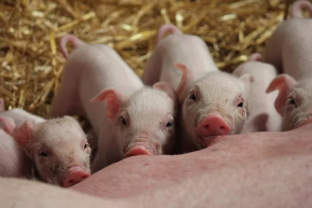 Поголовье свиней в Китае снова увеличивается