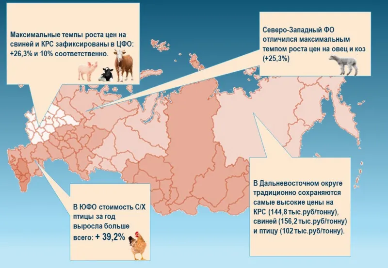 За год в России больше всего подорожали свиньи