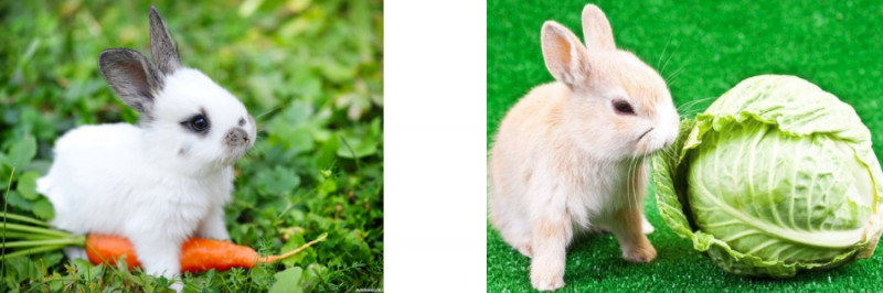 Диетические свойства и польза кроличьего мяса