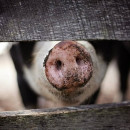 Поголовье свиней на Украине сократилось на 1% за год