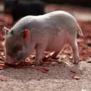 Экономические условия Украины не поощряют к дальнейшему наращиванию поголовья свиней