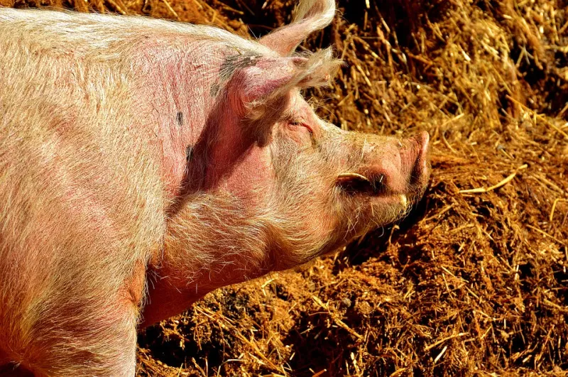 Китай пожертвовал 100 тысяч долларов Доминиканской республике на борьбу с африканской чумой свиней