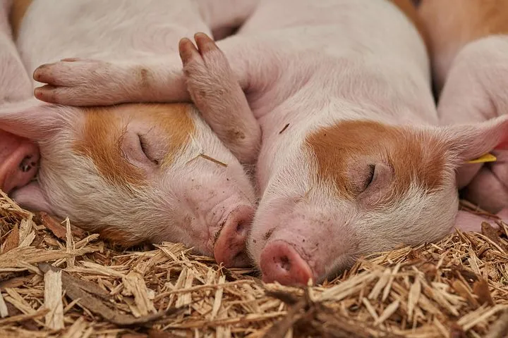 Карантин по африканской чуме свиней введен на Кстовском мясокомбинате  