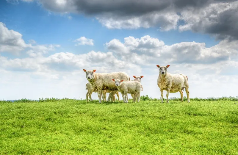 Австралийское овцепоголовье может достичь  максимального за последние 15 лет уровня - но только в конце 2023 года