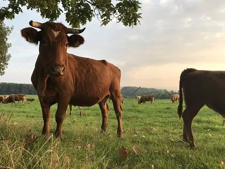 Германия сообщает об атипичном случае коровьего бешенства  