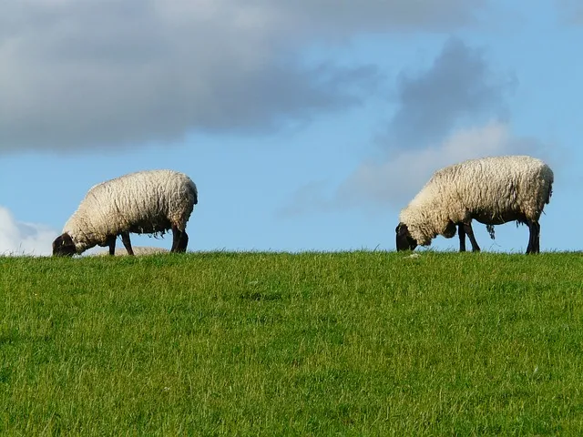 Поголовье овец в Великобритании сокращается 4 года подряд