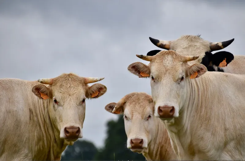 Бразилия доставит еще одну партию скота во Вьетнам