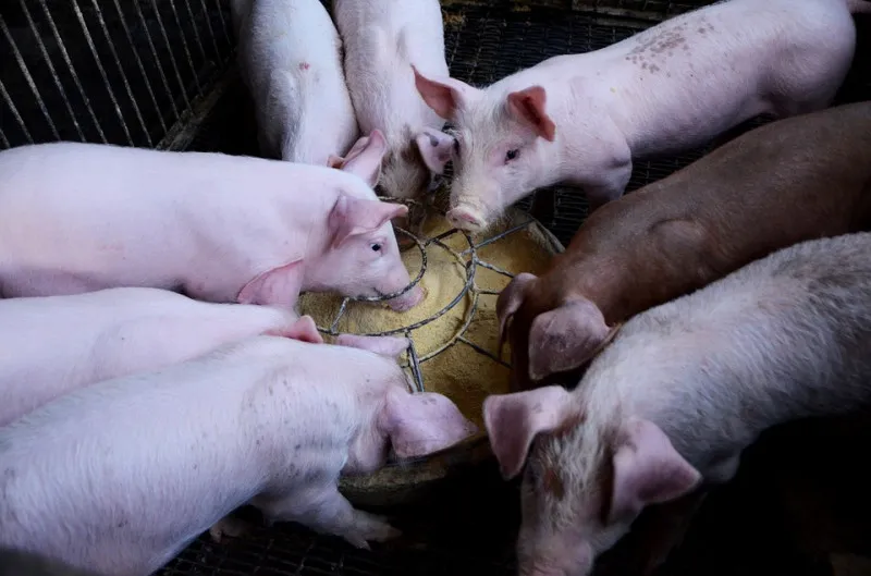 Снижение экспорта свинины из Великобритании продолжается, но объемы импорта восстанавливаются