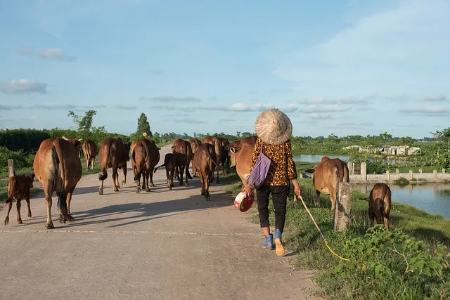 Производство крупного рогатого скота в Лаосе растет благодаря спросу со стороны Китая