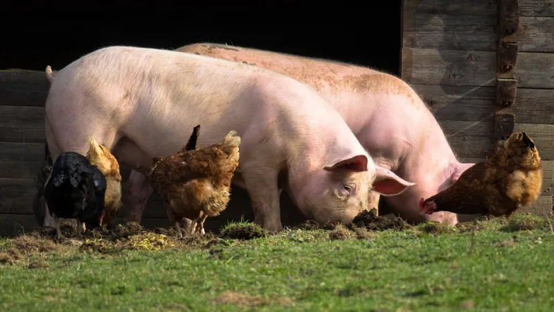 В германии падает убой свиней и КРС