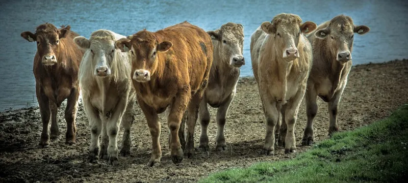В Ирландии растут цены на говядину